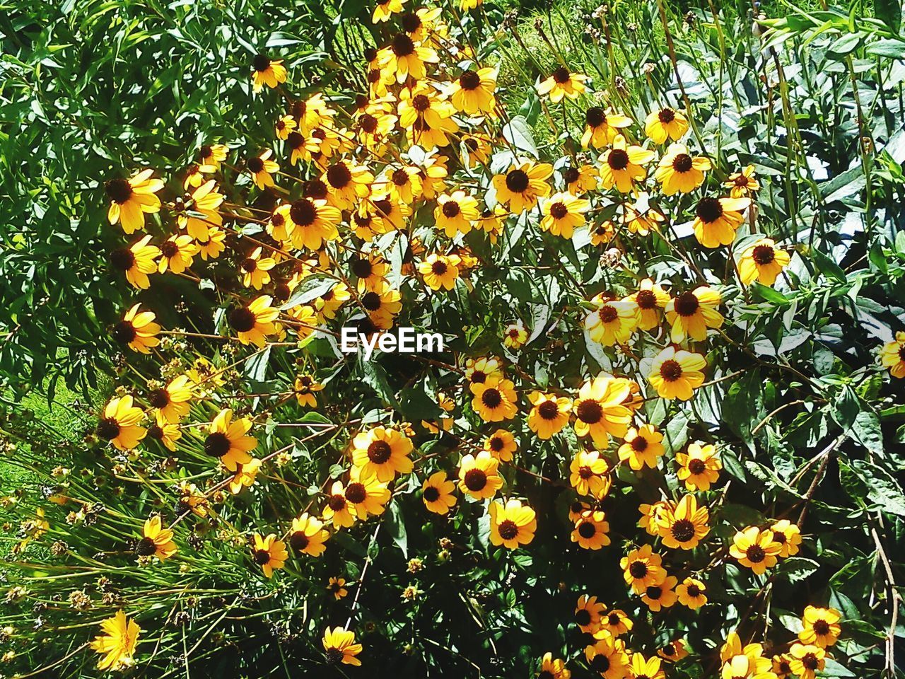 CLOSE-UP OF YELLOW FLOWERS IN BLOOM