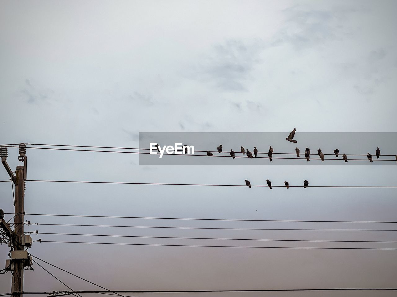 wildlife, animal themes, animal wildlife, bird, animal, group of animals, large group of animals, cable, sky, flock of birds, electricity, power line, line, technology, nature, cloud, no people, perching, power supply, low angle view, telephone line, day, outdoors, electricity pylon, silhouette, power generation