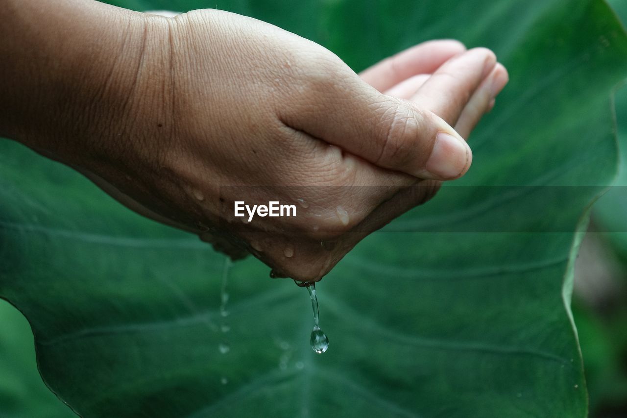 Close-up of cropped hand by leaf