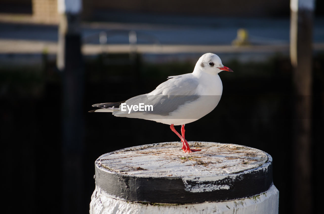 Close-up of seagull on bollard