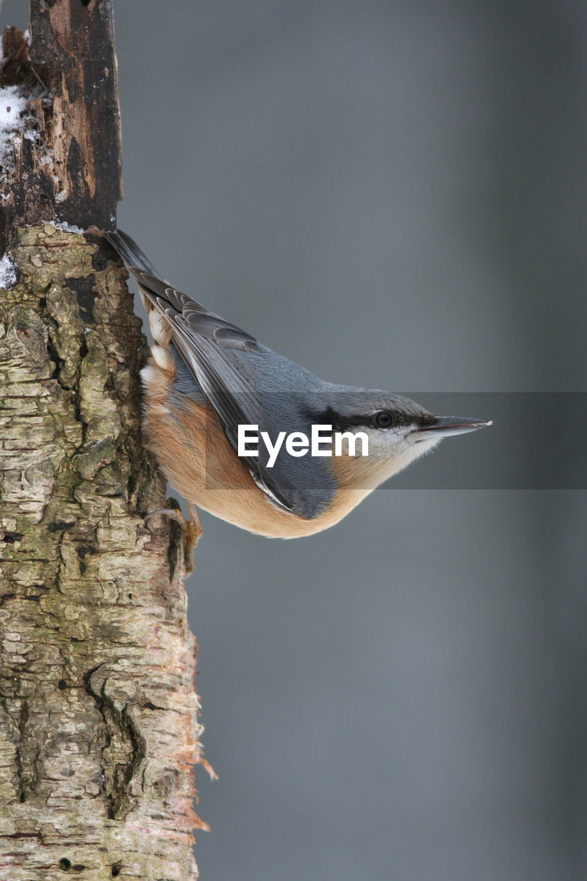 Close-up of eurasian nuthatch on tree trunk