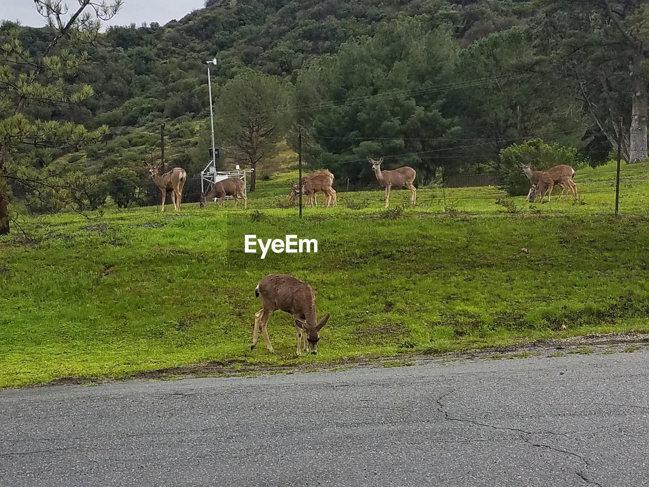 SHEEP GRAZING ON LANDSCAPE AGAINST TREES