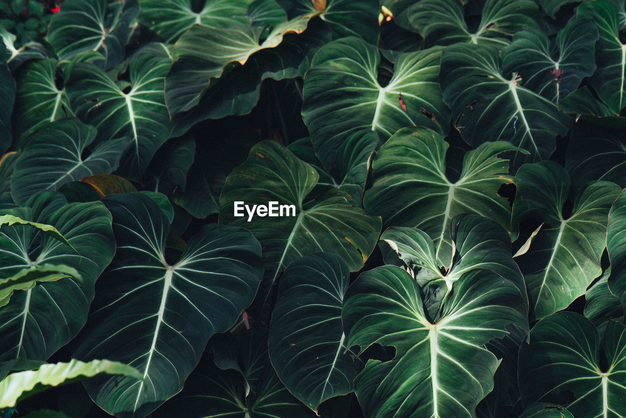 Full frame shot of green leaves