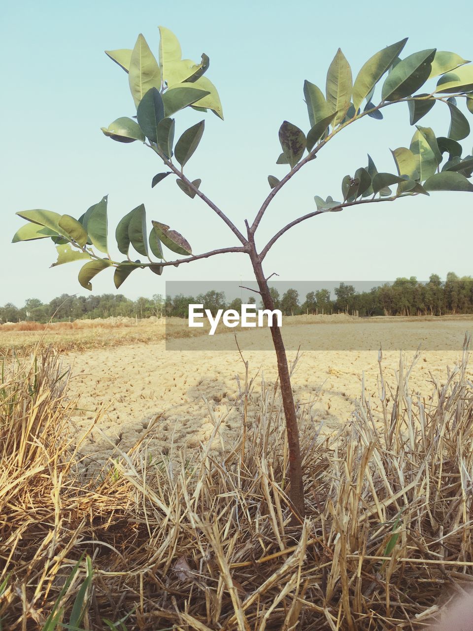 PLANTS GROWING ON FIELD