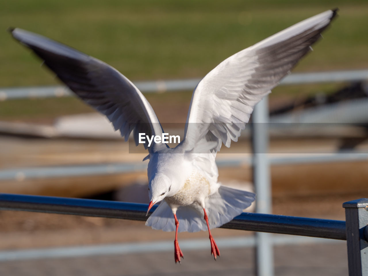 CLOSE-UP OF SEAGULL FLYING ABOVE RAILING