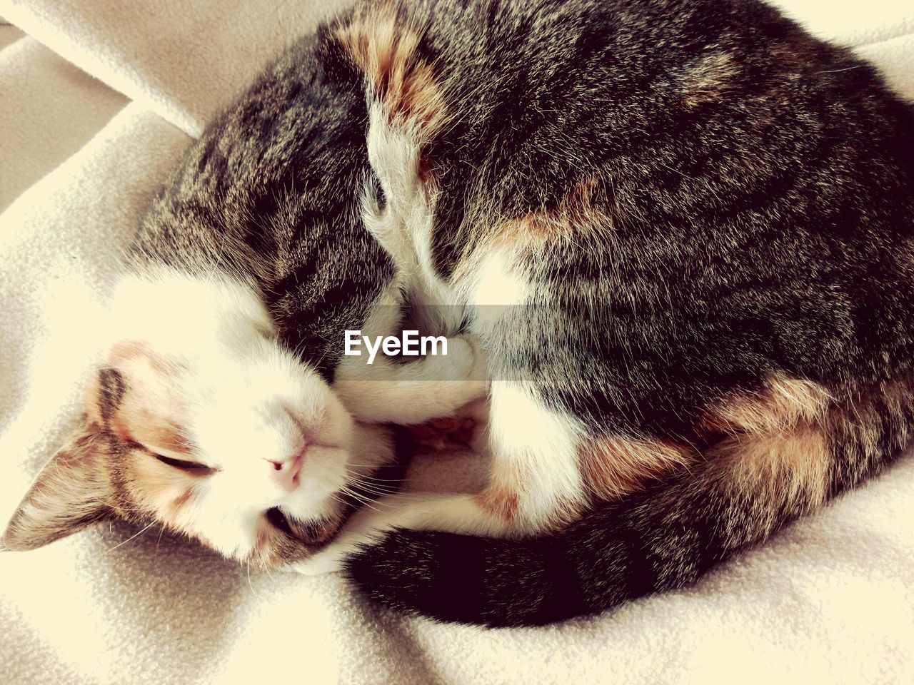 CLOSE-UP OF CAT SLEEPING ON SOFA