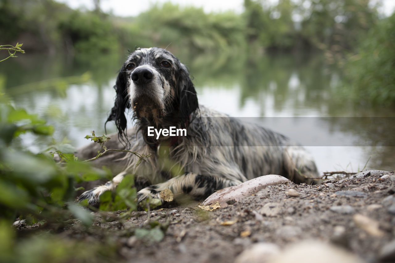 English setter dog lying after a bath in the river during a vacation.