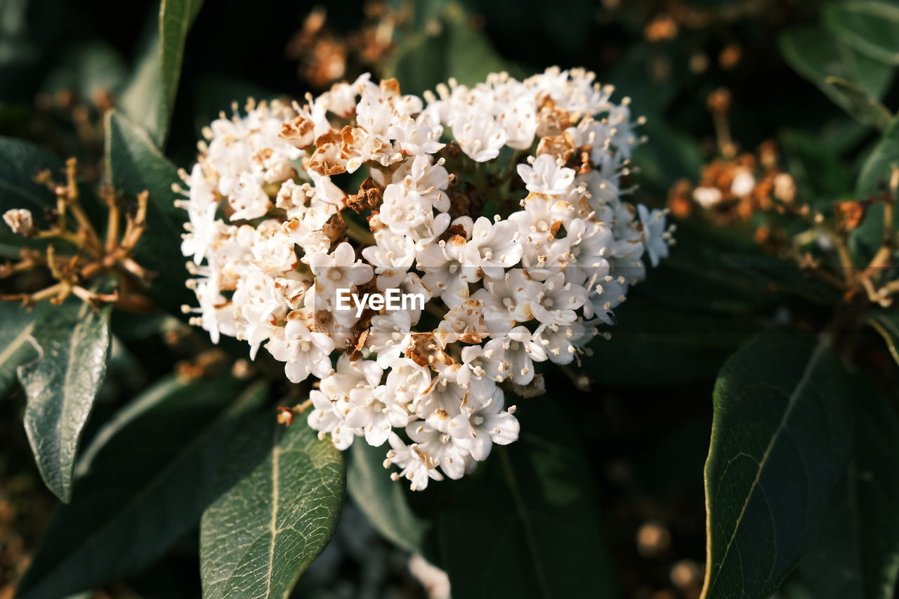 Close-up of white flowering plant