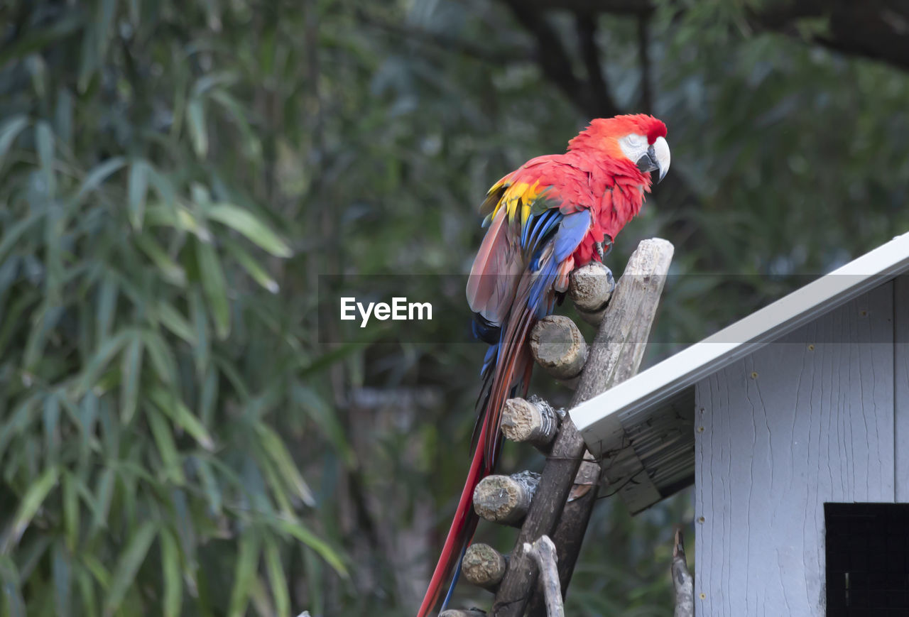 PARROT PERCHING ON BRANCH