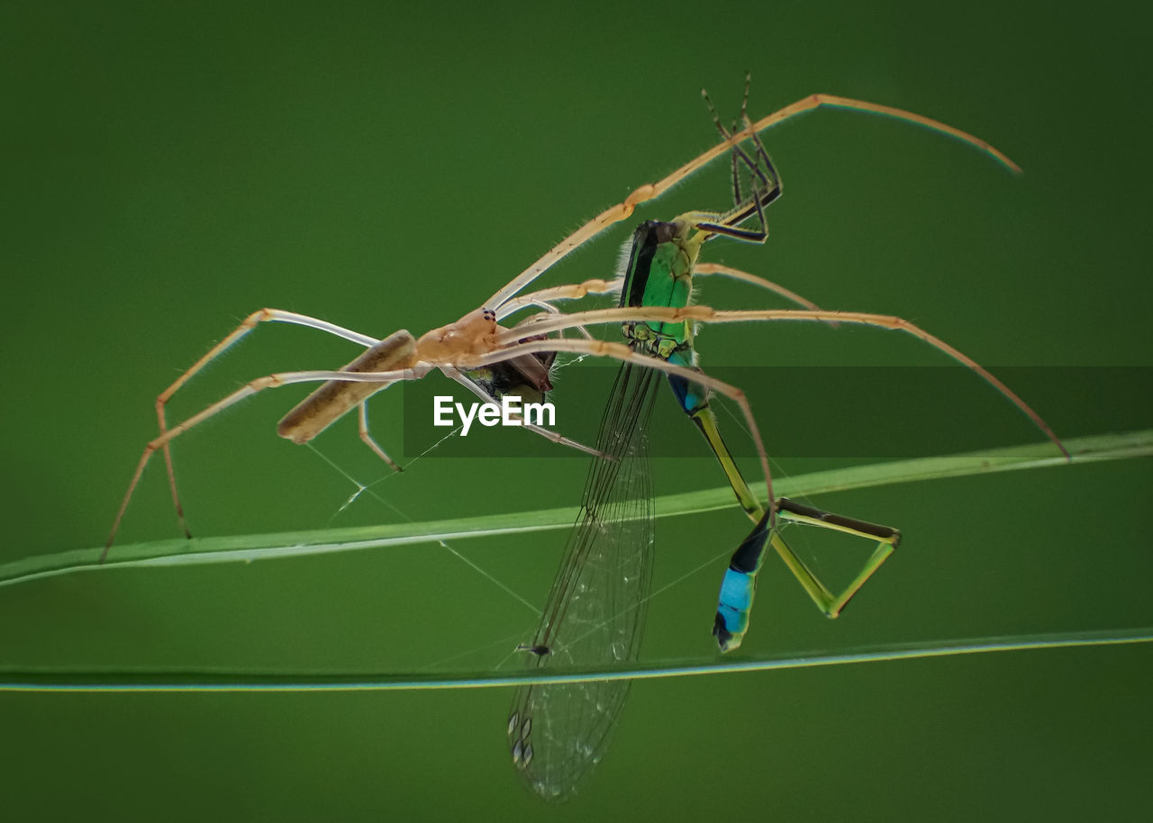 CLOSE-UP OF GRASSHOPPER ON WEB
