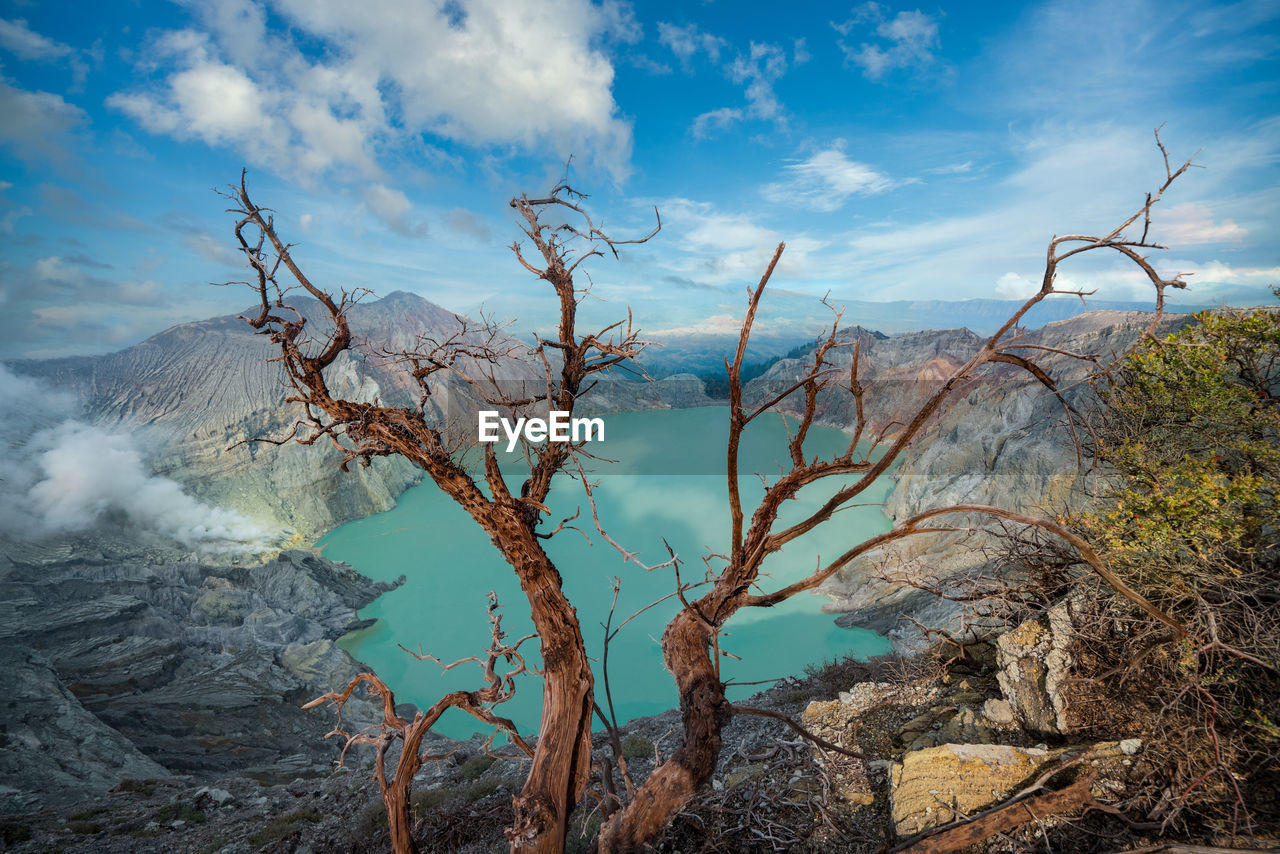 Strange tree ii mt ijen - indonesia