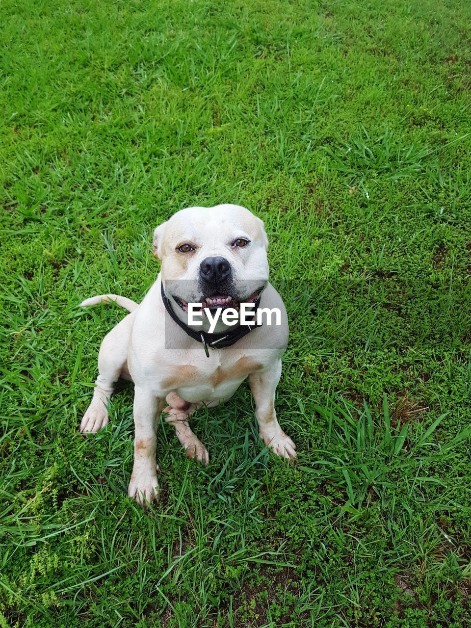 HIGH ANGLE PORTRAIT OF DOG SITTING ON GREEN GRASS