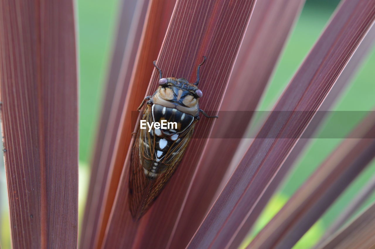 Cicada on red plant