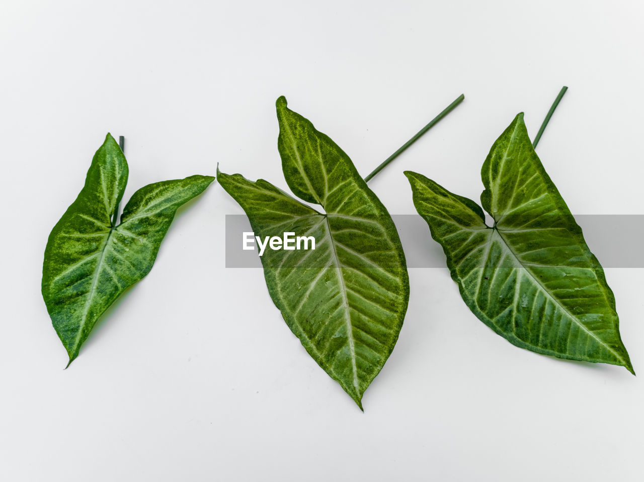 HIGH ANGLE VIEW OF LEAVES IN WHITE BACKGROUND