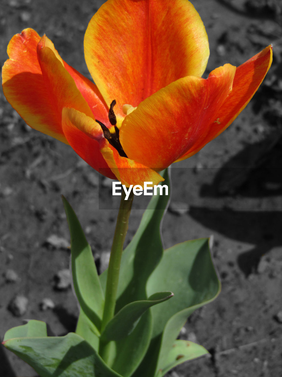 CLOSE-UP OF ORANGE DAY LILY FLOWERS