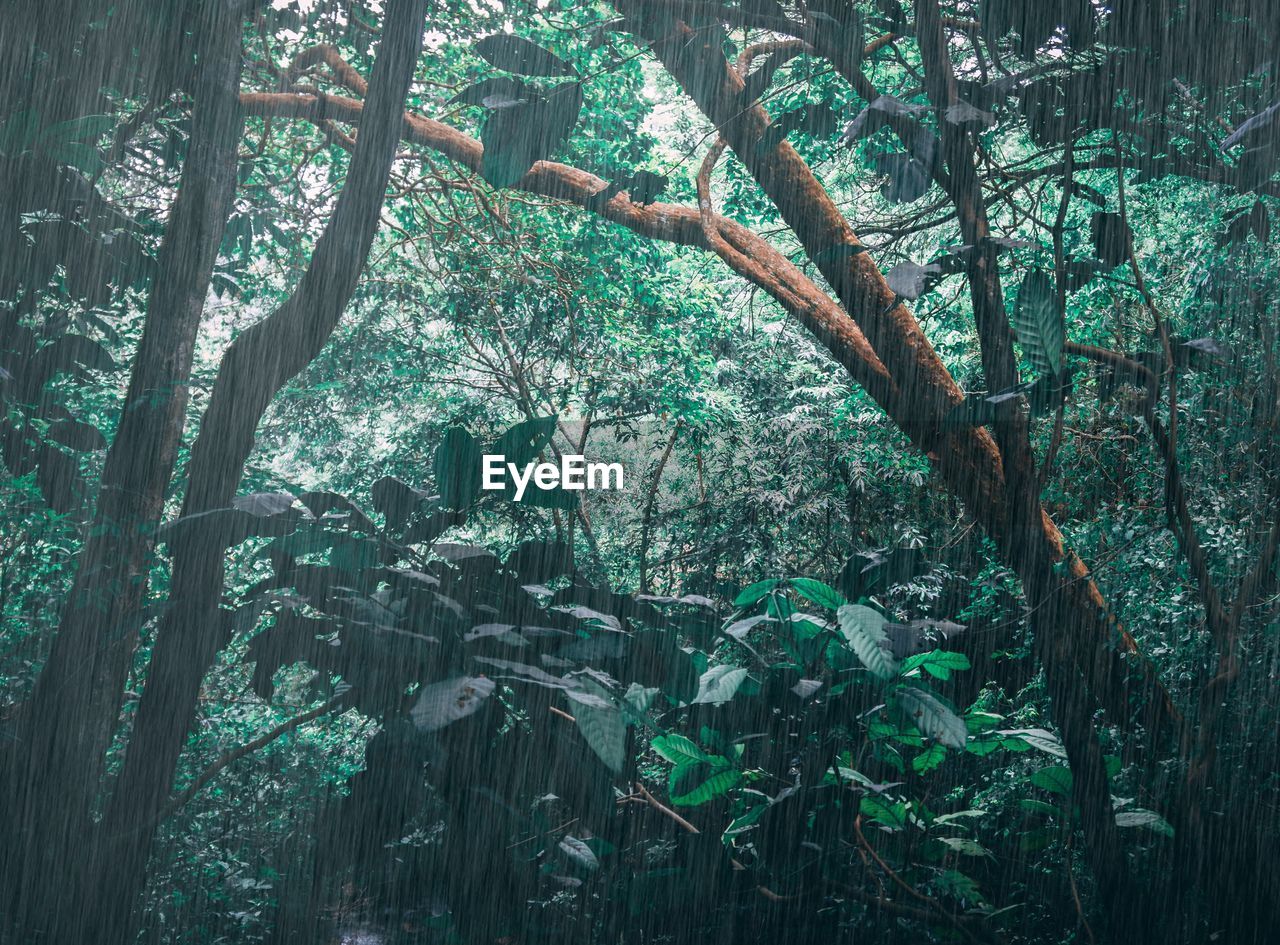 PLANTS GROWING ON TREE TRUNKS IN FOREST