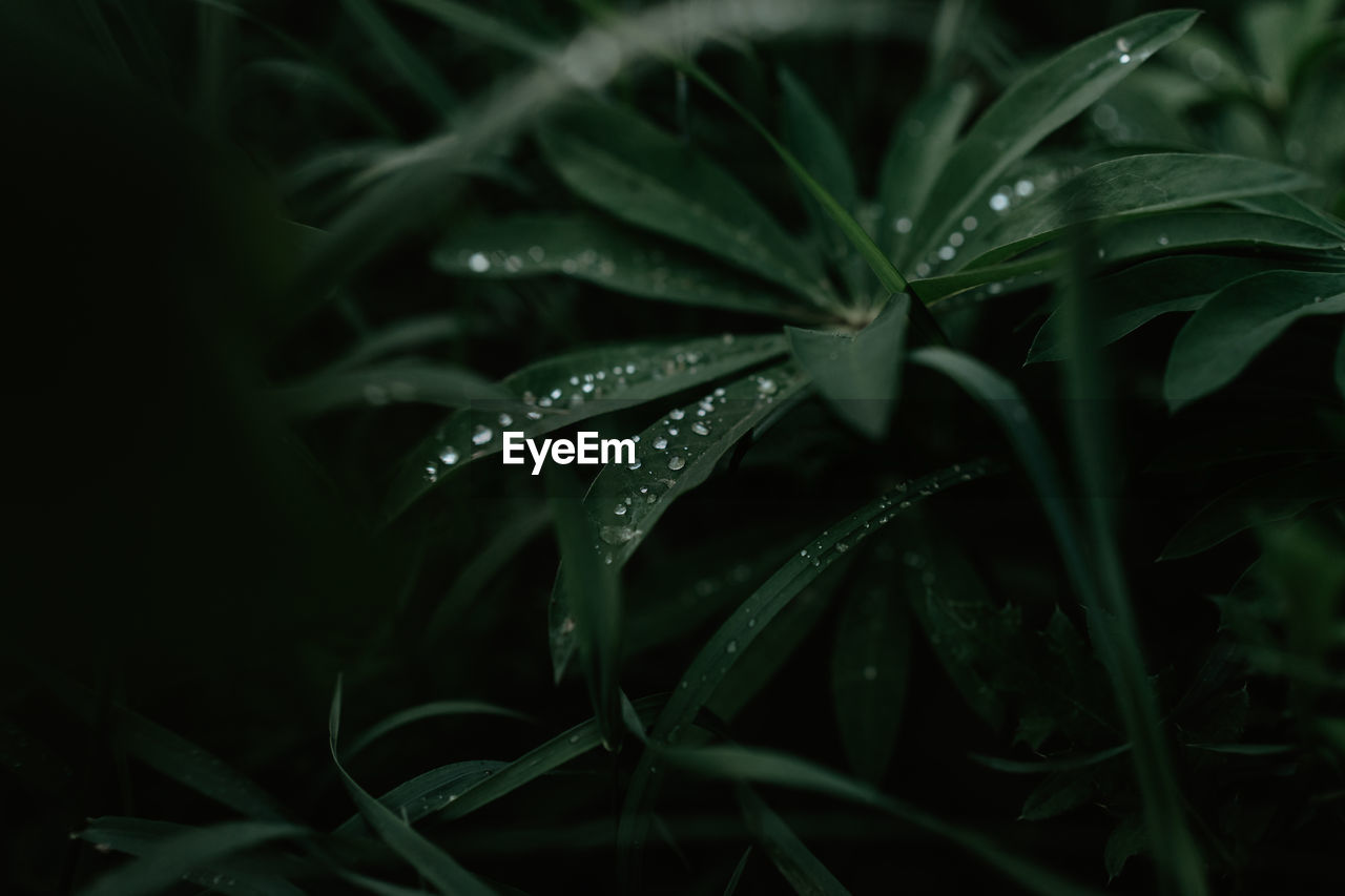 Close-up of raindrops on plant