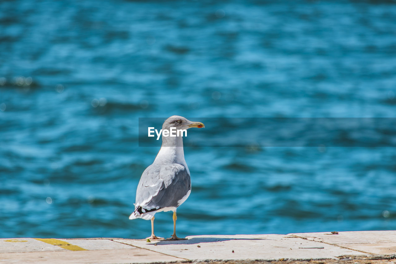 Seagull perching on a beach