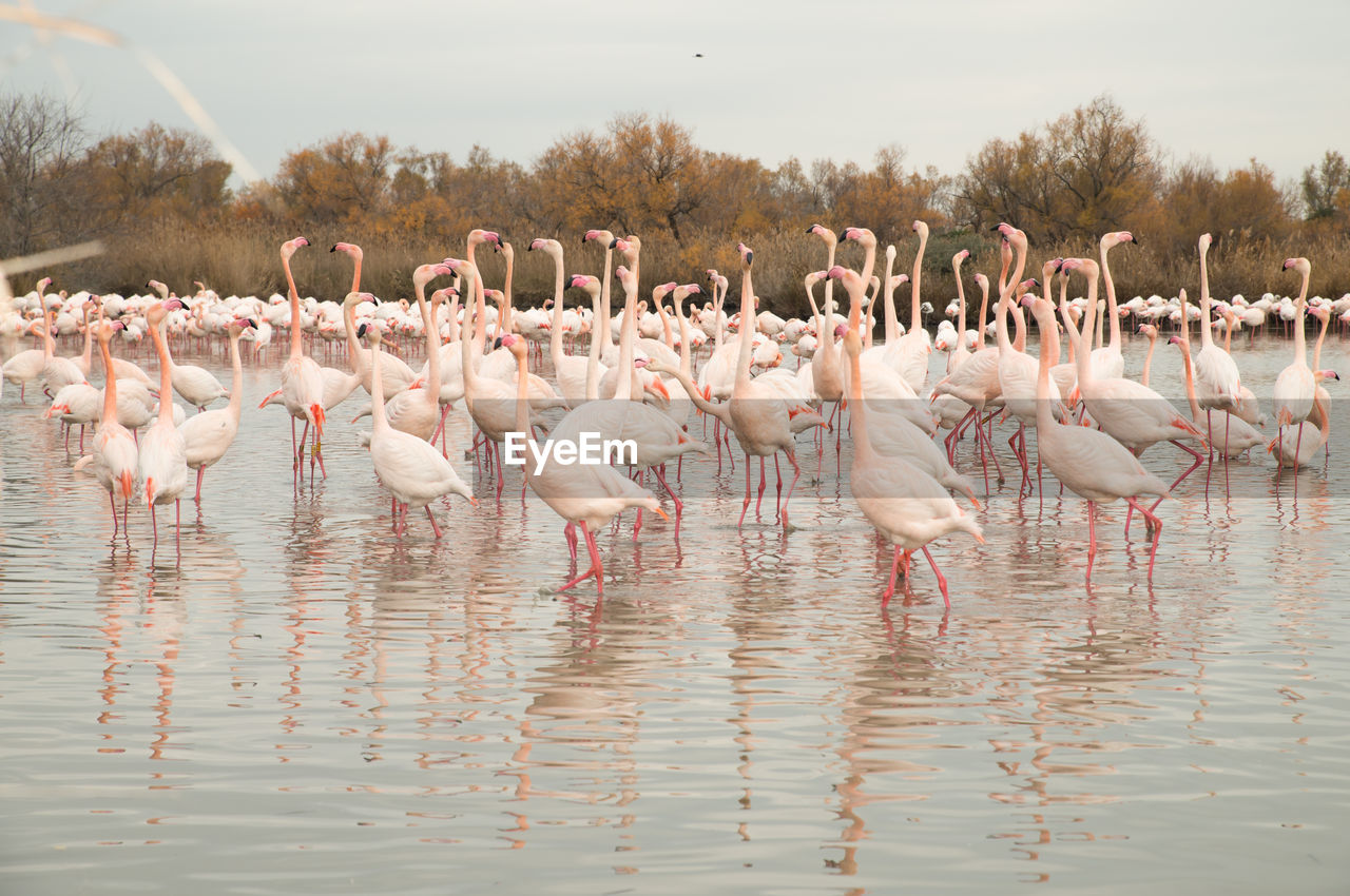 Flamingos in the camarque in southern france, wildlife provence