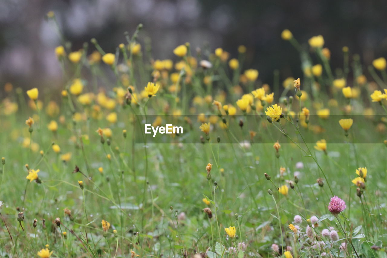 plant, flower, flowering plant, grassland, meadow, freshness, beauty in nature, grass, nature, field, natural environment, land, prairie, yellow, growth, green, environment, landscape, springtime, sunlight, no people, wildflower, lawn, plain, summer, fragility, outdoors, pasture, selective focus, macro photography, close-up, day, multi colored, sky, rural scene, tranquility, focus on foreground, blossom, non-urban scene, scenics - nature, flowerbed, flower head, backgrounds, morning, environmental conservation, petal