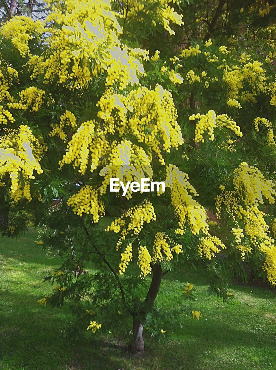 YELLOW FLOWERS GROWING ON TREE TRUNK