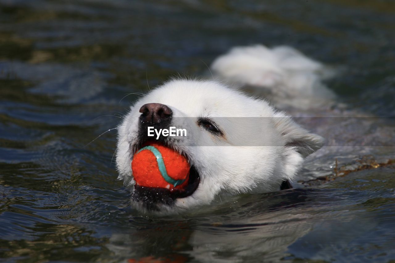 SWAN SWIMMING IN LAKE