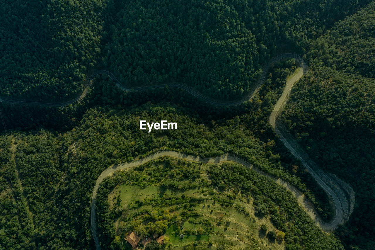 Country road in the shape of an m. in the middle of a pine forest.