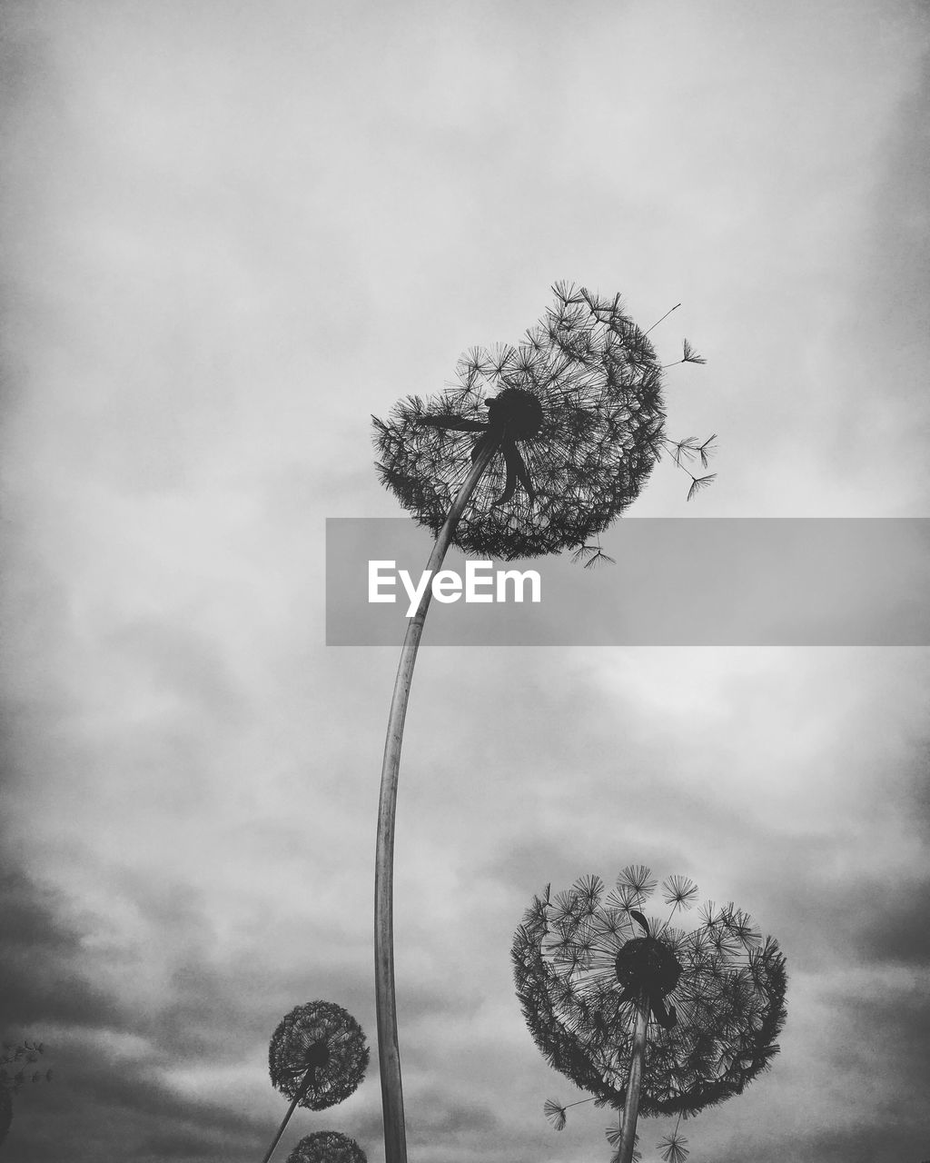 LOW ANGLE VIEW OF INSECT ON FLOWER TREE AGAINST SKY