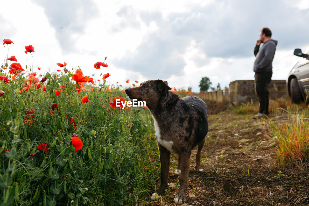 Portrait of dog standing in the field in front of the owner