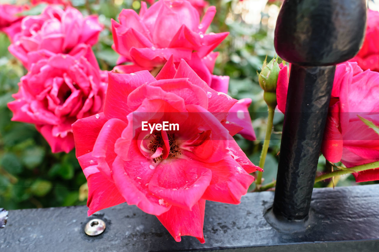 CLOSE-UP OF RED AND FLOWERS