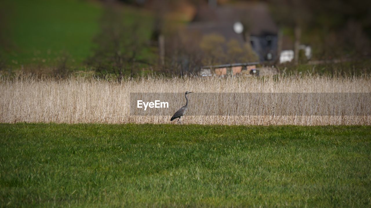 Bird perching on field