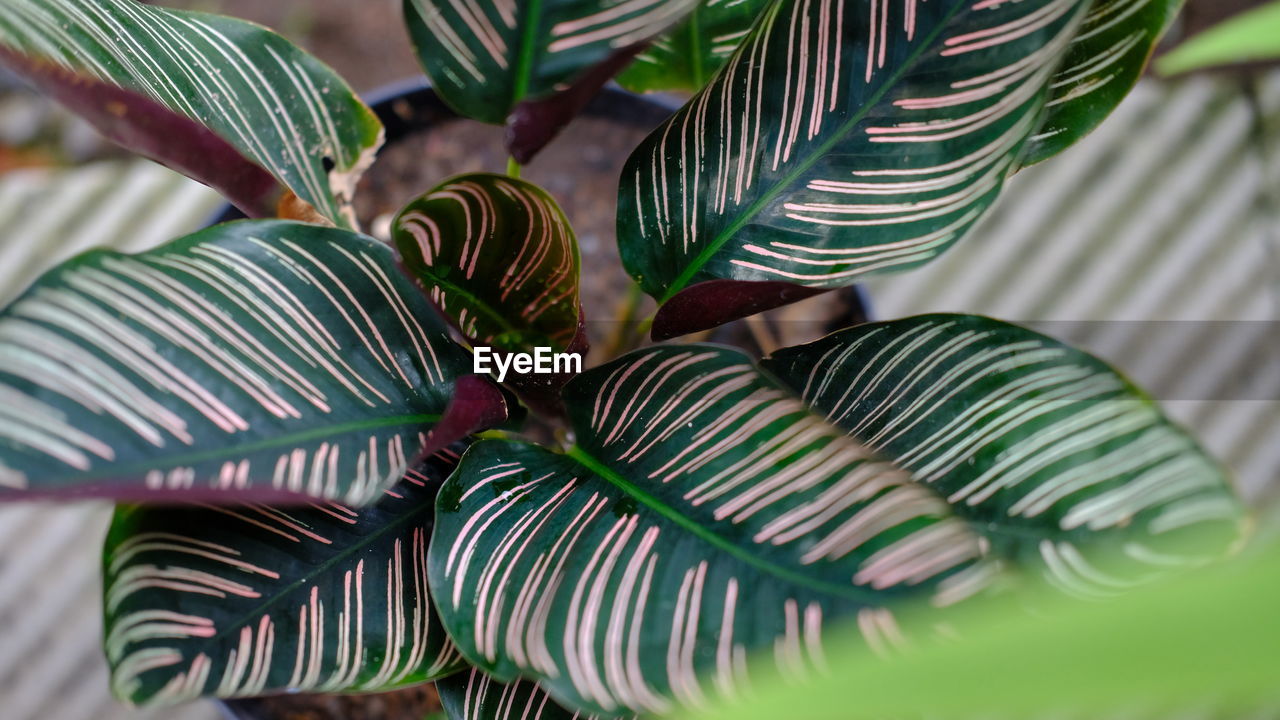 Close-up of leaves