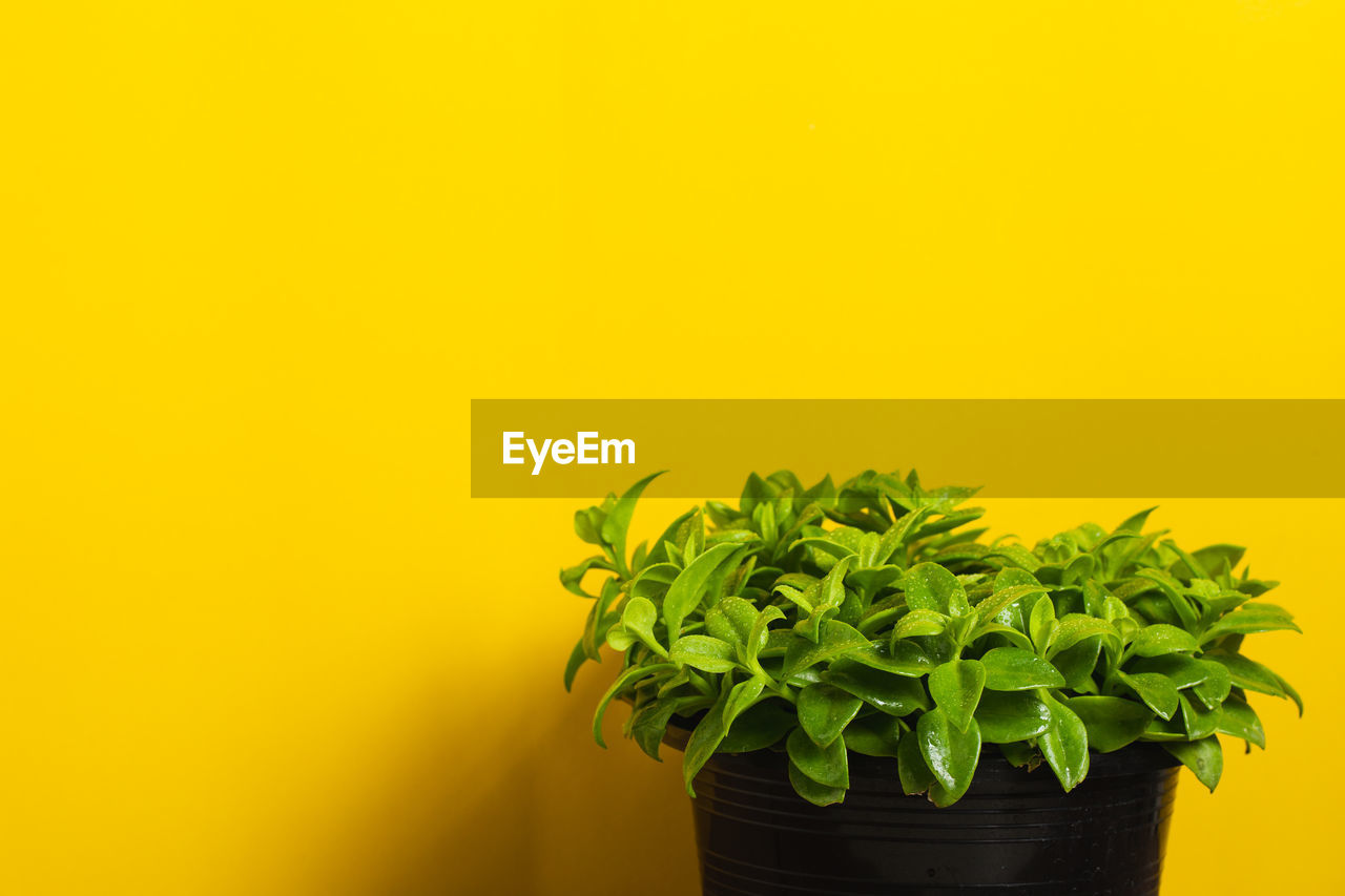 Green plant on yellow background. minimalist photo