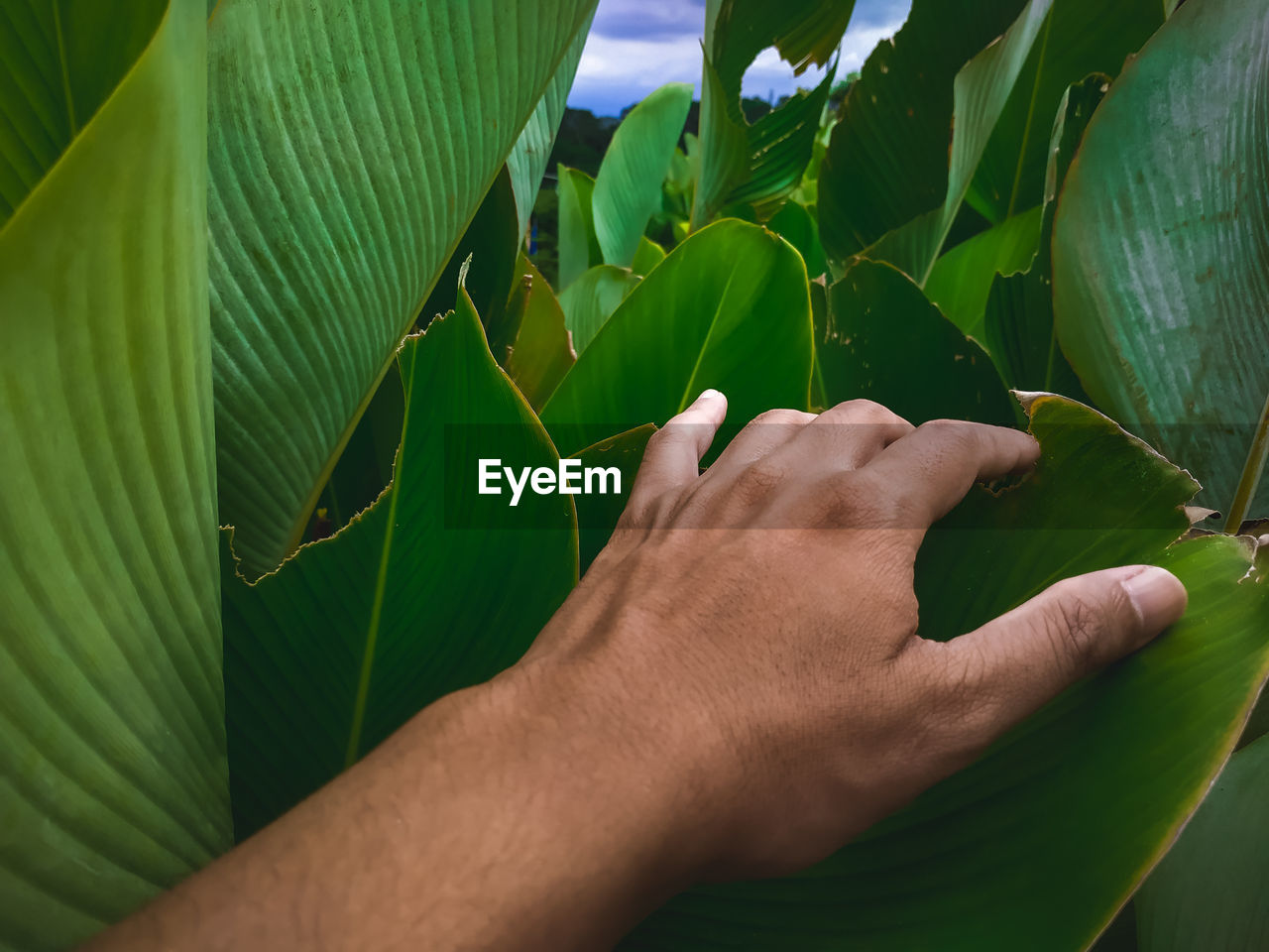 The left hand of a man holding a broad green leaf during the day in a park