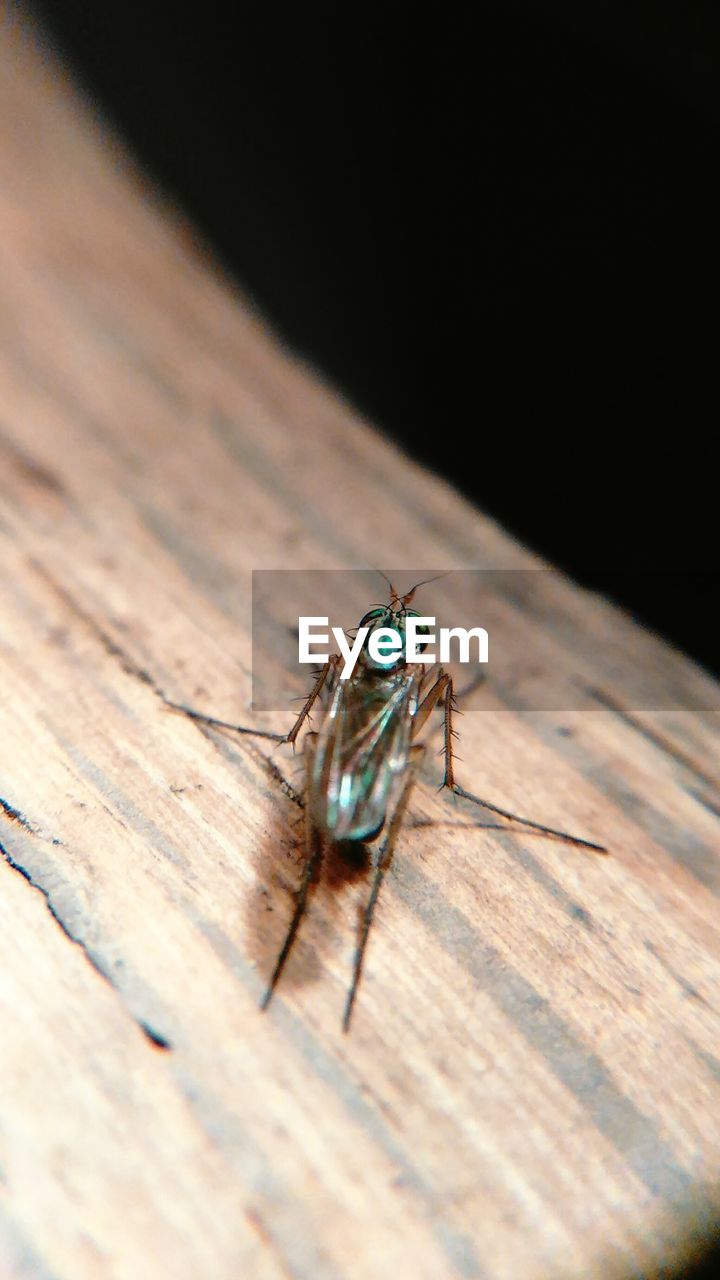 Close-up of insect on table