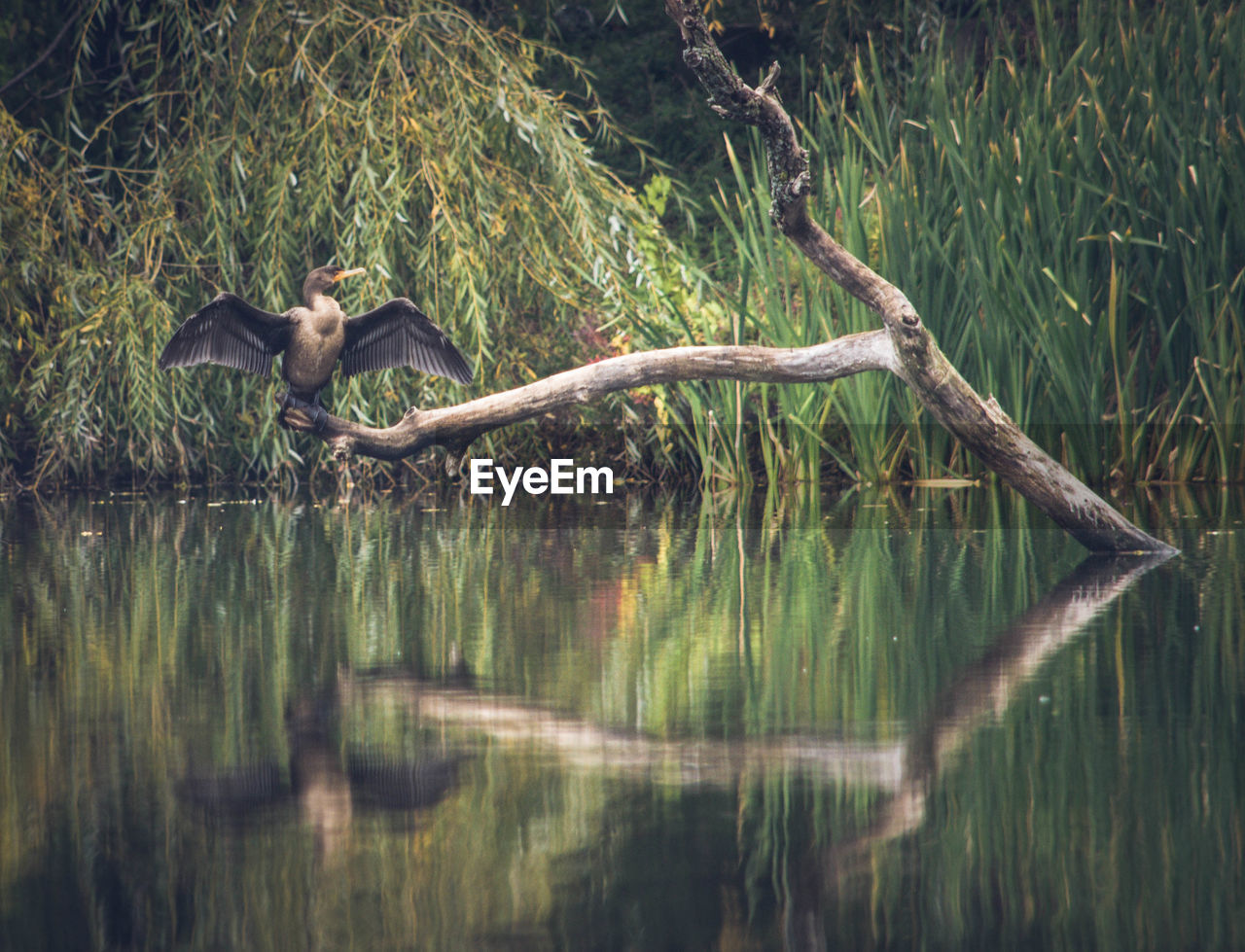 BIRD ON TREE TRUNK BY LAKE