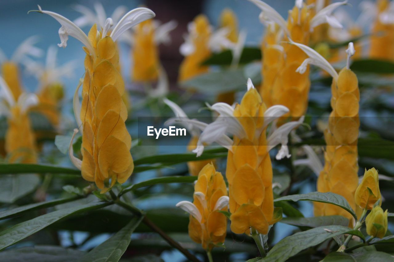 CLOSE-UP OF YELLOW FLOWER BLOOMING OUTDOORS