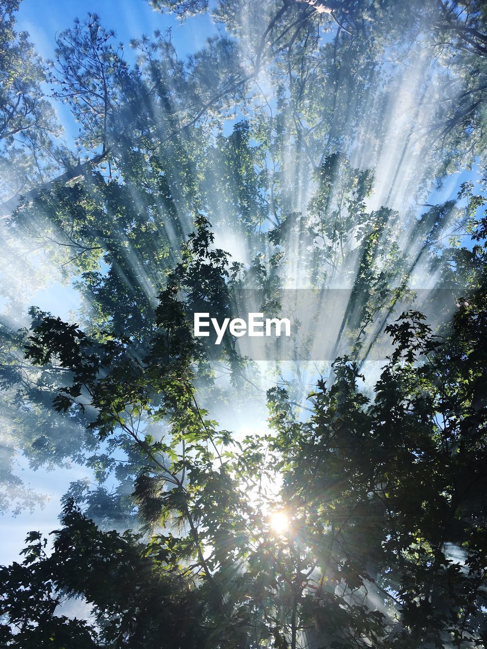 Low angle view of trees against sky