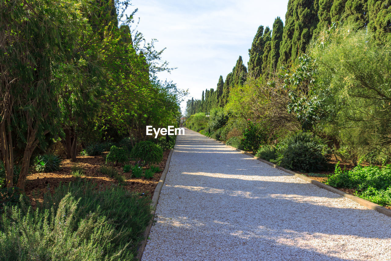 Empty road along trees