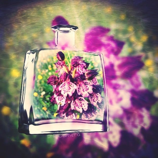 CLOSE-UP OF PINK FLOWERS IN VASE