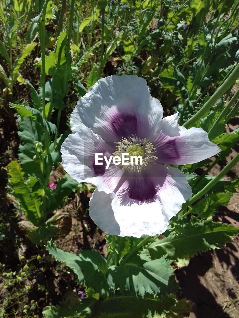 CLOSE-UP OF PURPLE FLOWER