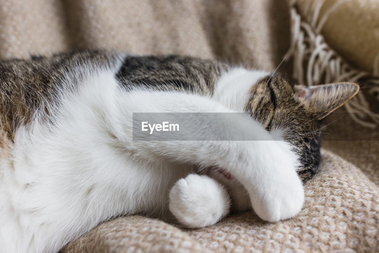 Cute domestic young cat sleeping in cozy bed