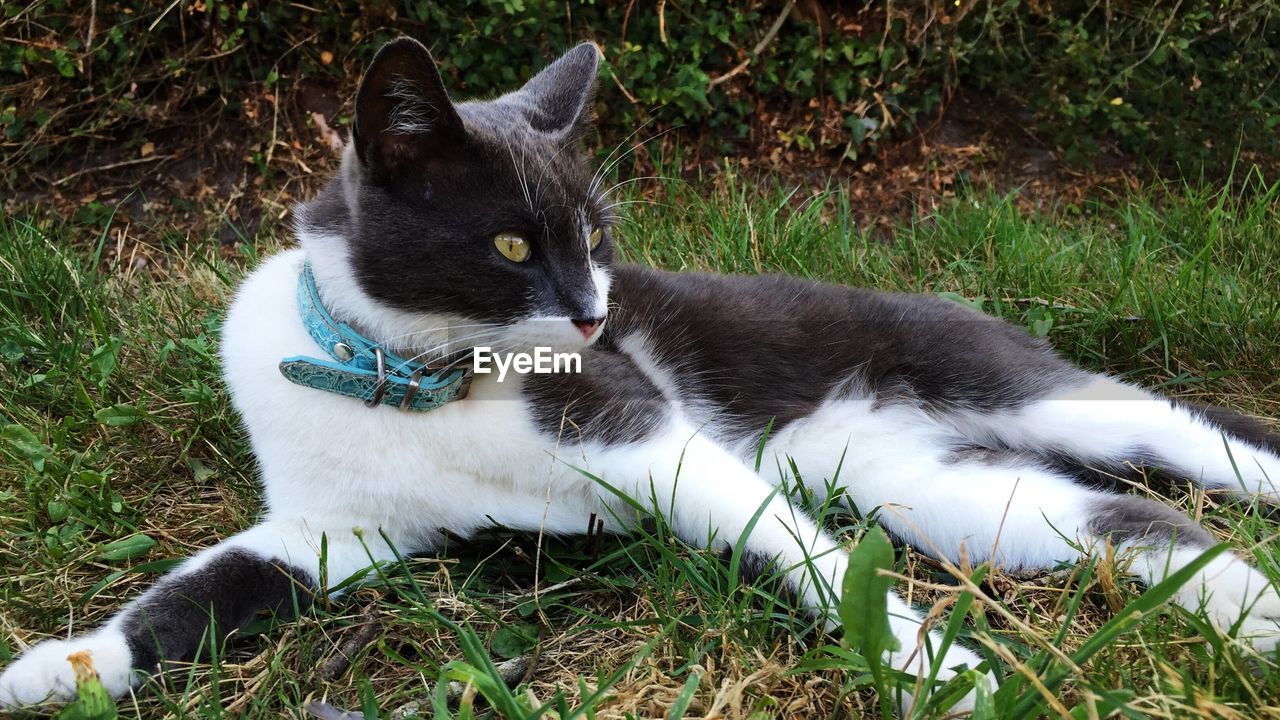 Cat relaxing on grassy field