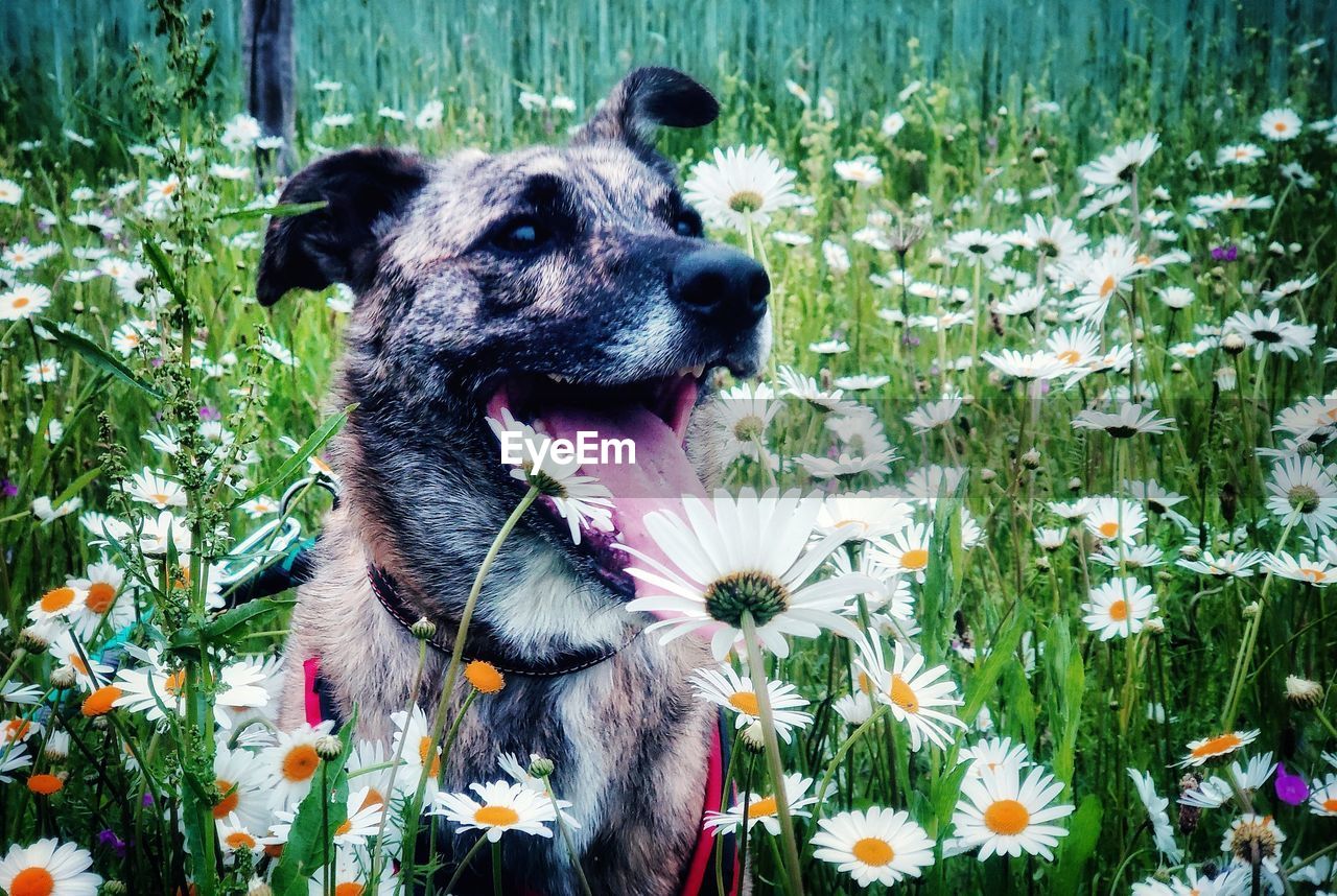 CLOSE-UP OF A DOG ON THE FLOWER