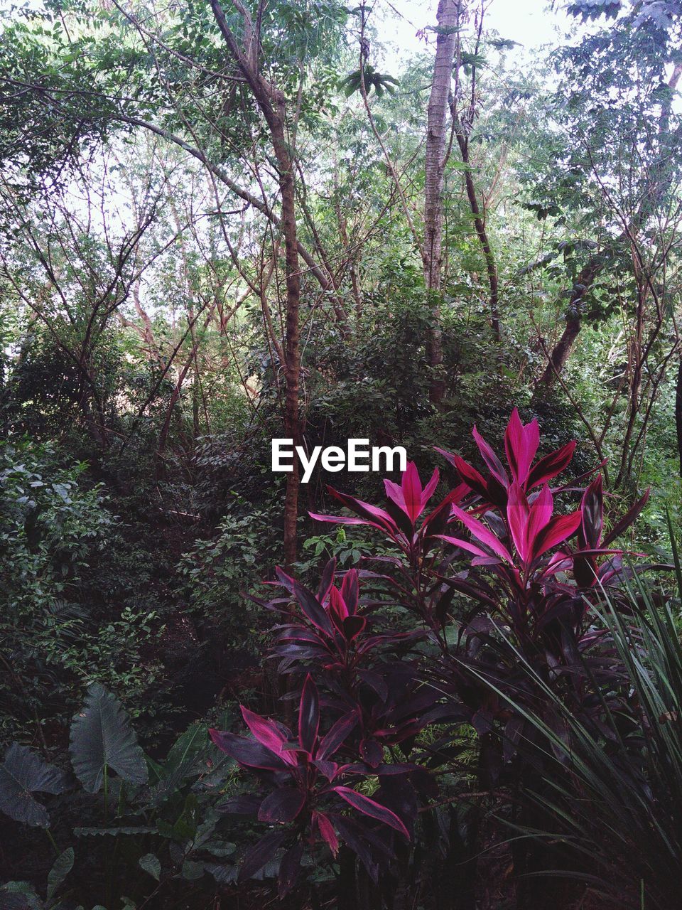 Low angle view of plants growing in forest