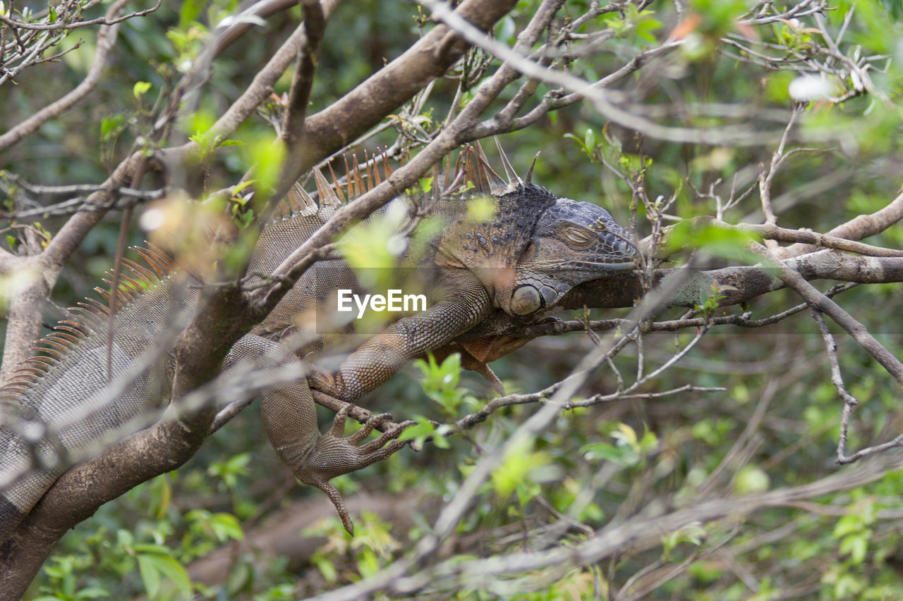SNAKE ON TREE