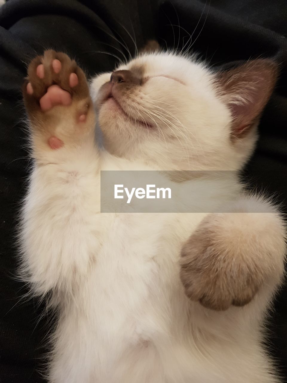 CLOSE-UP OF CAT SLEEPING ON BED