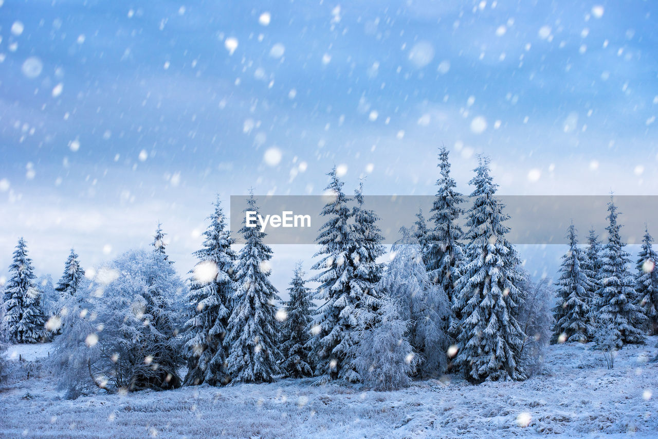 TREES ON SNOW AGAINST SKY