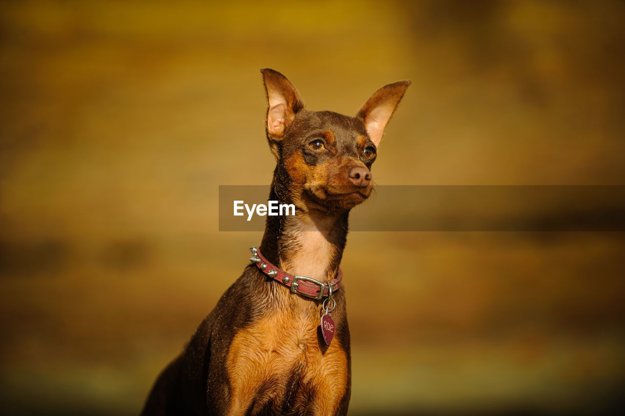 Close-up of dog looking away outdoors