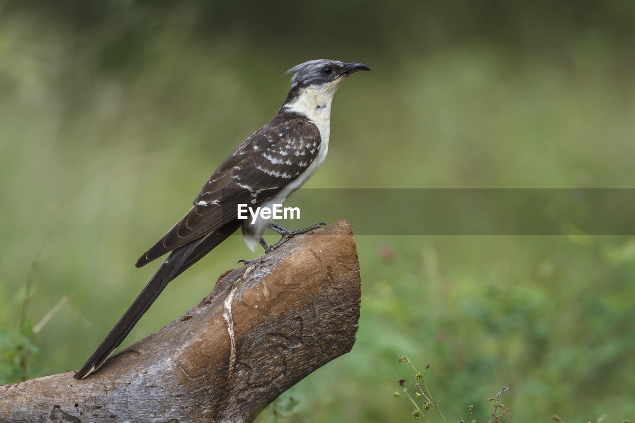 low angle view of bird perching on branch